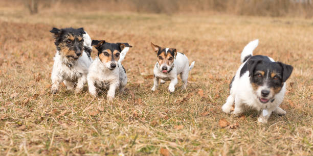 istock Four dogs running in the fall - Jack Russell Terrier 880950412