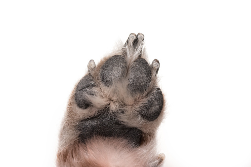 Perro de la pata hacia abajo - Jack Russell Terrier 7 años de edad photo