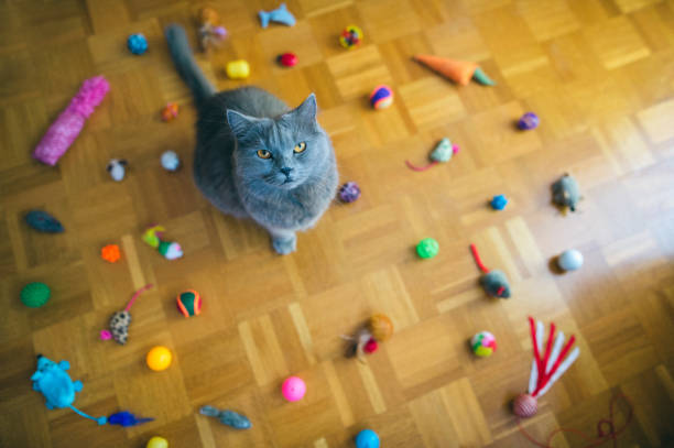 Beautiful Chartreux cat sitting among  the group of cat toys on the floor, toys making circle, cat looing up