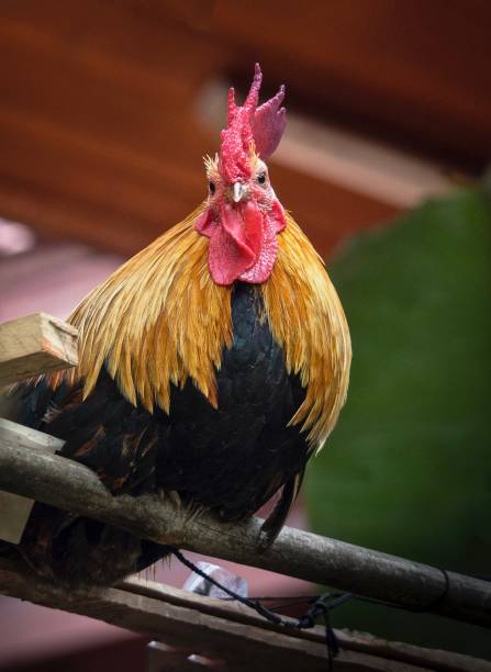 istock Chicken In Rural House , Thailand 880963096