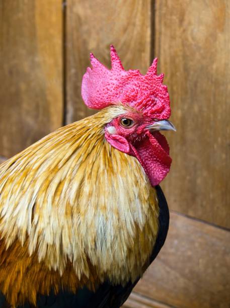 istock Close-Up: Profile Chicken On Wooden Wall Background 880963374