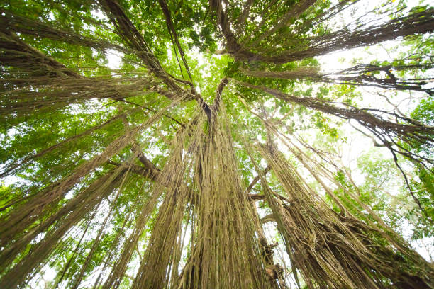 istock Island of the Thousand Temples 880963822