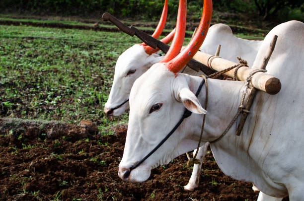 istock Ploughing of field by traditional method 880966402