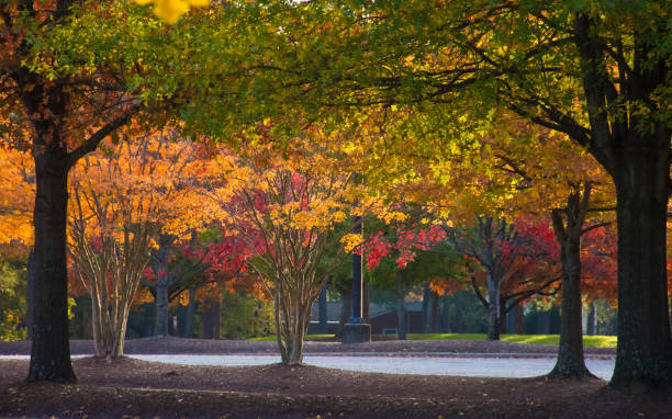 istock Canopy of Fall Foliage in Morning Light 880966580