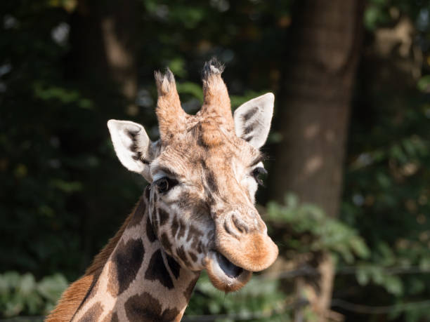 istock Close-up of a giraffe 880969730