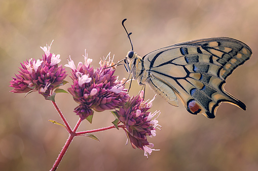 Closeup with an will butterfly Papilio Machaon in a flower