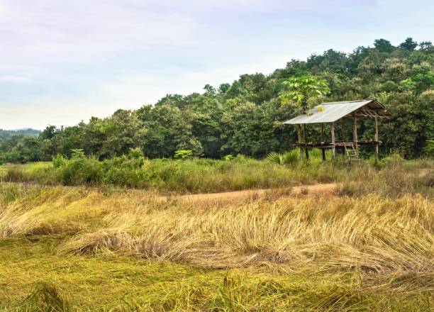 istock Lanscape Gold Rice Field On Mountain Background 880972952