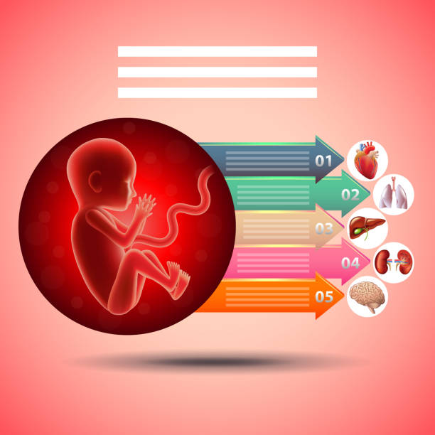 schwangerschaft-infografiken-fötus mit organen entwicklung auf rotem hintergrund vektor - maskottchen grafiken stock-grafiken, -clipart, -cartoons und -symbole