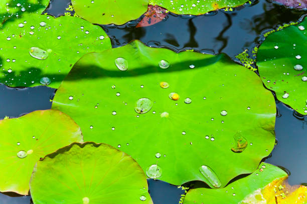 istock Green Leaves Bali 880981548