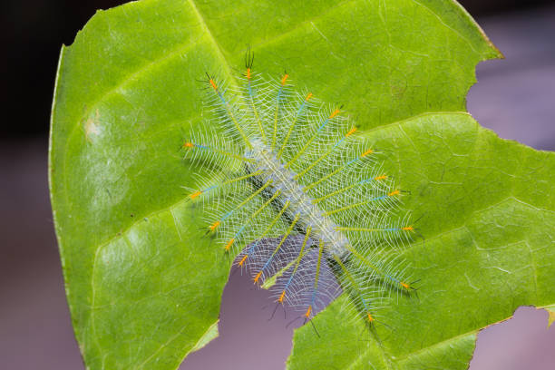 Common Archduke Caterpillar Stock Photo - Download Image Now - Abdomen,  Animal, Animal Abdomen - iStock