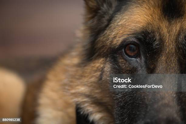 German Shepherd Dog Looking At Camera Stock Photo - Download Image Now - German Shepherd, Animal Head, Adult