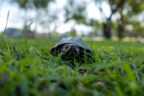 istock A small land turtle walks along the green grass in the park. 880985538