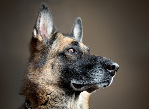 Natural light portrait of senior German Shepherd dog looking off camera
