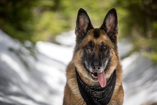 German Shepherd sitting on snowy forest path dappled by sunlight in winter with tongue hanging out and wearing bandana