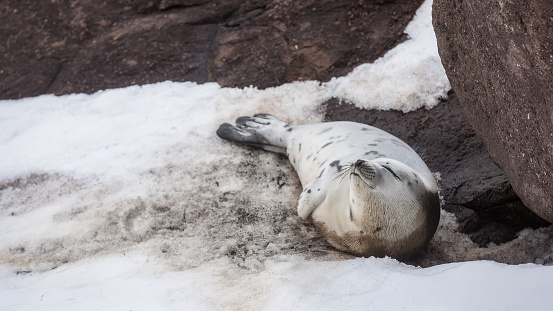Young harp seal on pack ice and coastal rocks of Newfoundland and Labrador