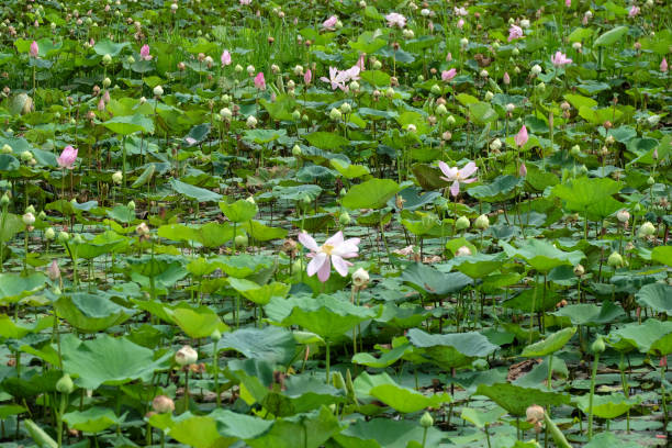 istock Lotus in Thailand 880988890