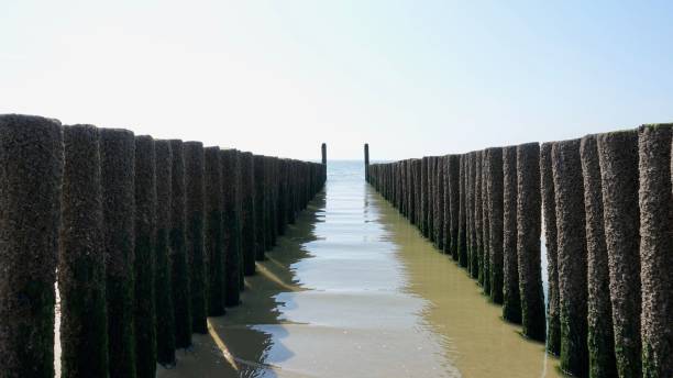 istock Weathered wood, logs standing in a row 880988908