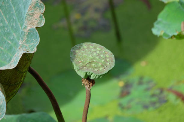 istock Lotus in Thailand 880988998