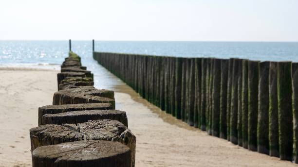 istock Weathered wood, logs standing in a row 880989122