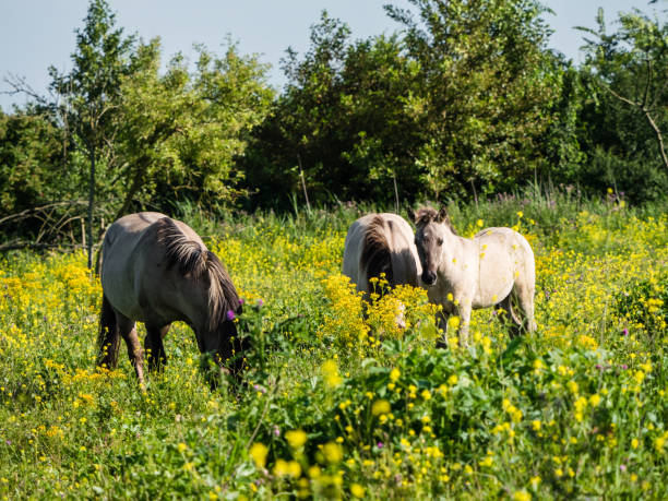 istock Landscape of ragwort and black mustard 880993330