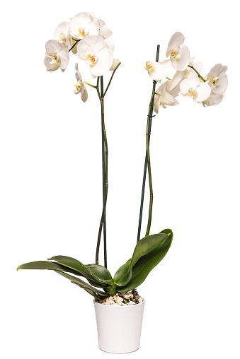 White orchid in a pot isolated on white high quality and high resolution studio shoot