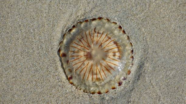 istock Brownish jelly fish lying on the beach 880993772