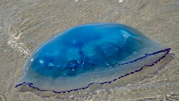 istock Blue jelly fish lying on the beach 880993814