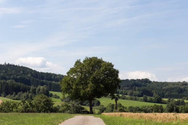 istock corn field in summer heat of july 880994024