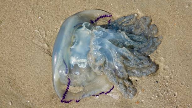 istock Blue jelly fish lying on the beach 880994036
