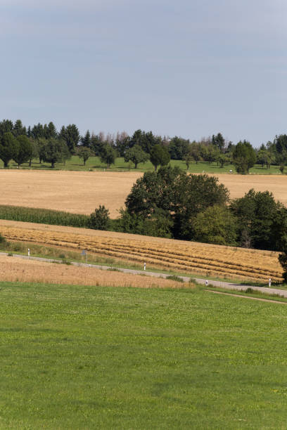 istock corn field in summer heat of july 880994042