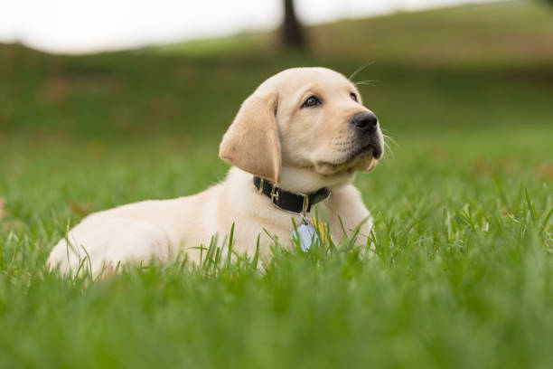 dog in action