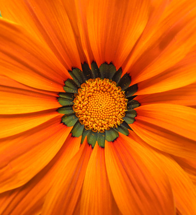 Background of orange gerbera flower macro shot.
