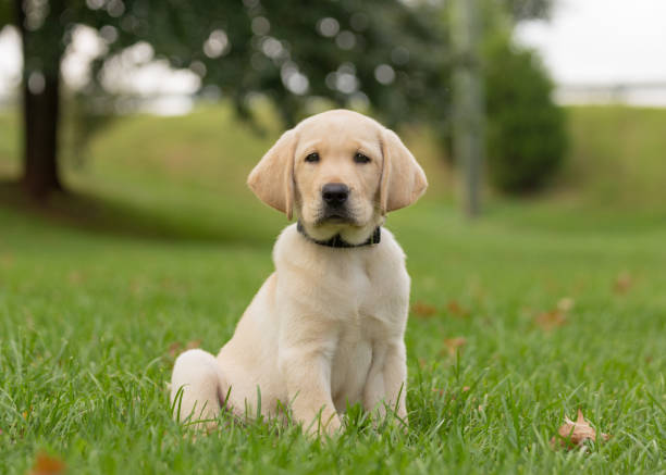 Yellow lab puppy sitting alone in the grass stock photo