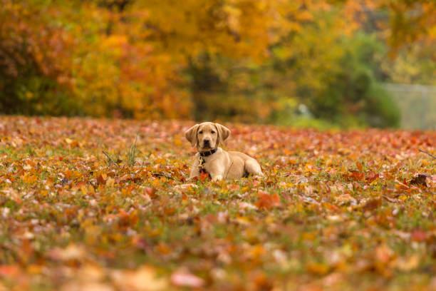 A yellow labrador retriever puppy lays among a multitude of brown, yellow, red, and orange fall leaves with even more color in the trees behind.