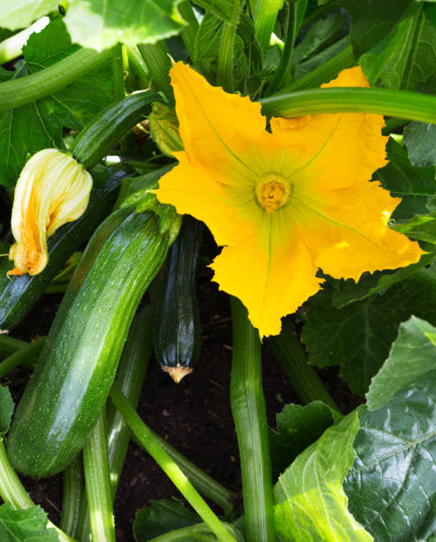 zucchini plant.  zucchini flower. green vegetable marrow growing on bush - zucchini squash marrow squash vegetable imagens e fotografias de stock