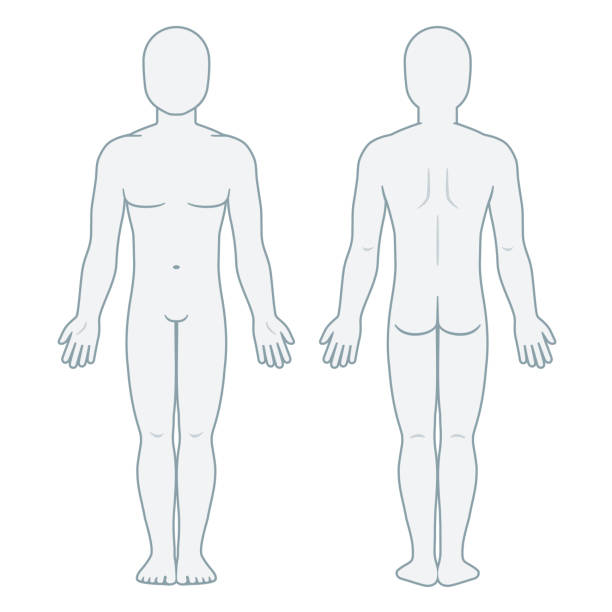 Male body front and back Nude male body front and back view. Blank man body template for medical infographic. Isolated vector illustration. front view stock illustrations