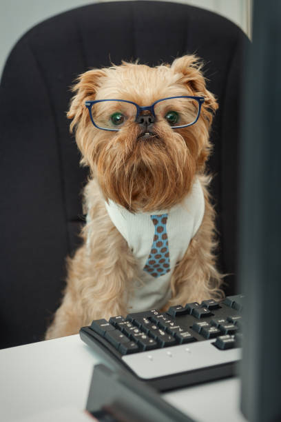 Serious dog in glasses