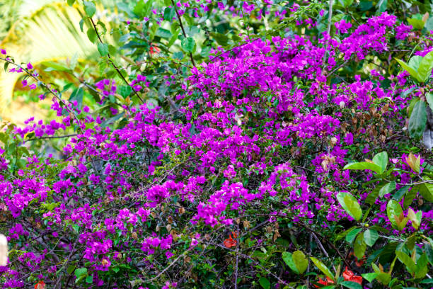 istock Beauty flower in Bali 881019156