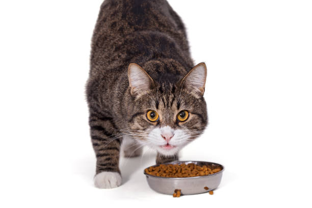 istock Big gray cat eating dry food 881019250