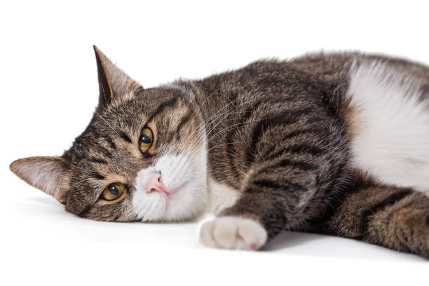 istock Big gray cat lazily lying 881019356