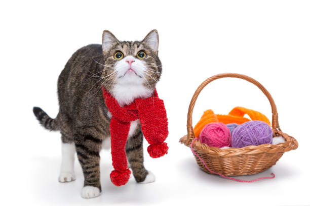 istock Big  gray cat in a red scarf 881019432