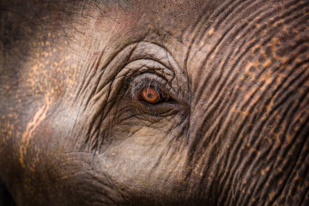 istock Detail of Elephant 881021266