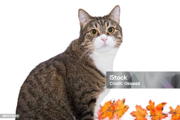 Big Grey Cat And Autumn Leaves Stock Photo - Download Image Now - Animal, Animal Body Part, Animal Whisker