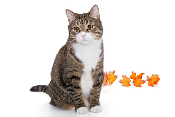 istock Big grey cat and autumn leaves 881024758