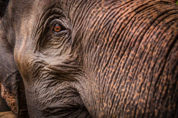 istock Detail of Elephant 881024786