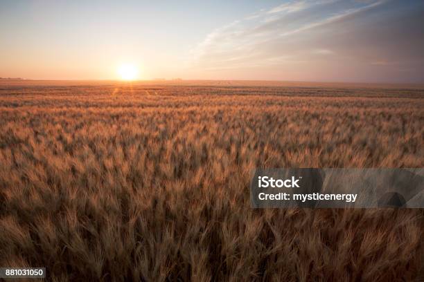 Photo libre de droit de Champ De Blé Dété Saskatchewan Canada banque d'images et plus d'images libres de droit de Saskatchewan - Saskatchewan, Champ, Blé