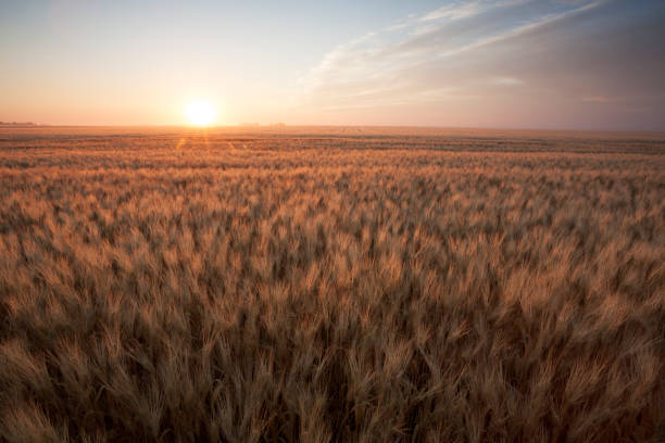Summer Wheat Field Saskatchewan Canada stock photo