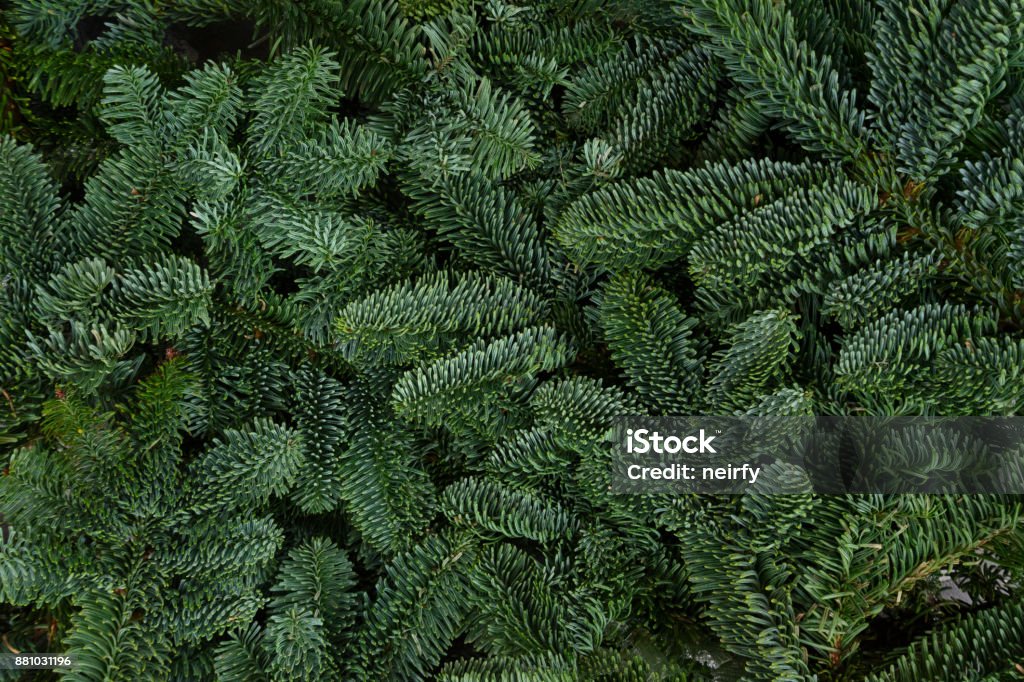 Fond de Noël avec arbre à feuilles persistantes - Photo de Sombre libre de droits