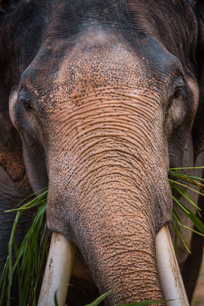 istock Detail of Elephant 881031206