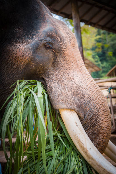 istock Detail of Elephant 881031408